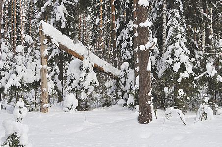 冬季森林断树图片