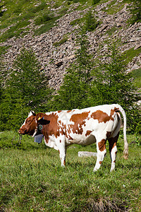 奶牛和意大利阿尔卑斯山农场牛奶石头农业旅游牧场家畜晴天风景场地图片