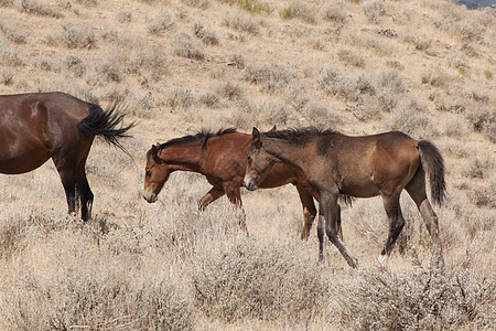 内华达州的野马骑术水平牧场野外动物时间畜栏纯种马热情动物群工作图片
