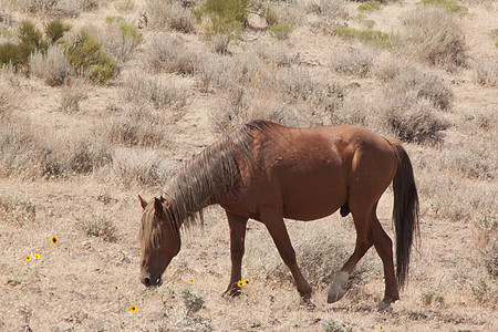 内华达州的野马家畜动物群纯种马野外动物胶片时间警觉摄影日出骑术图片