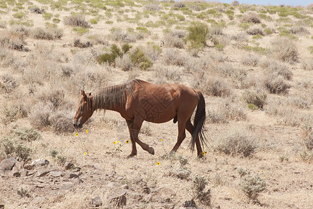 内华达州的野马工作胶片警觉相机热情野外动物纯种马牧场畜栏时间图片