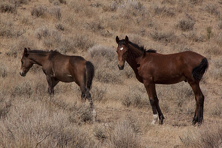 内华达州的野马工作警觉热情相机胶片家畜纯种马牧场野外动物日出图片