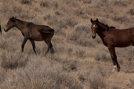 内华达州的野马动物群动物骑术工作牧场警觉畜栏时间摄影日出图片