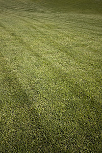 高尔夫球场有绿草和清蓝的天空土地面积牧场运动风景草皮场地草地植物画幅图片