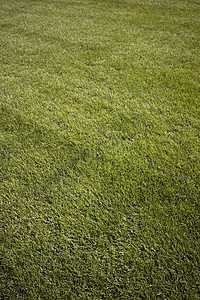 高尔夫球场有绿草和清蓝的天空运动场纹理摄影土地运动牧场蓝色风景草地植物图片