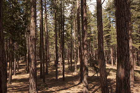 内华达山脉的松树林  威尔第内华达落叶松树植物阳光针叶树自然保护区树干岩石荒野乔木背景图片