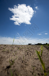 明亮的夏日带云的康菲尔德作物蓝色腹地蓝天植物玉米食物栽培粮食风光图片