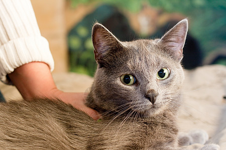 克雷猫地毯说谎白色悲伤动物猫科灰色水平女性袖子图片