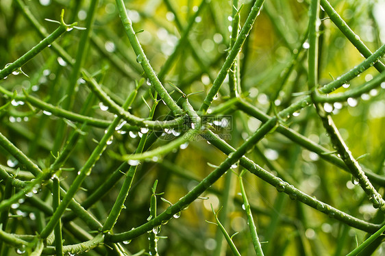 绿色与水滴植物摘要图片