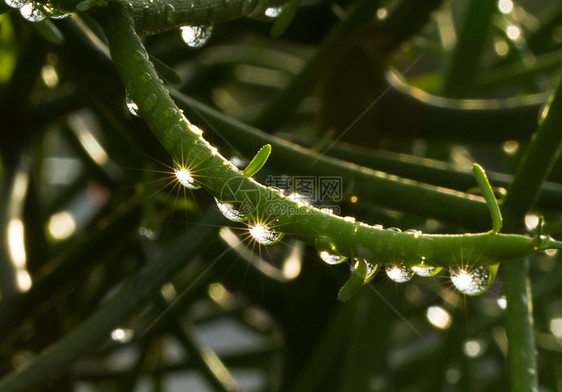 绿色植物 有闪光小滴图片