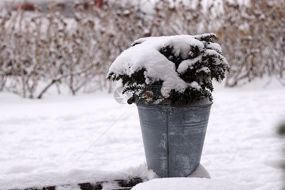 白雪覆盖的植物冻结树叶雪花浆果白色季节季节性荆棘多刺灌木图片