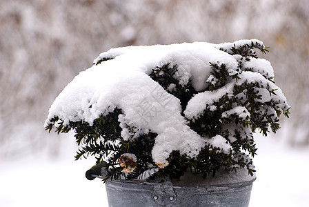 白雪覆盖的植物季节性绿色荆棘乡村反射衬套冻结雪花浆果树叶图片