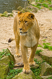 狮子狮座尾巴捕食者食肉猫科动物毛皮哺乳动物动物白色危险生物图片