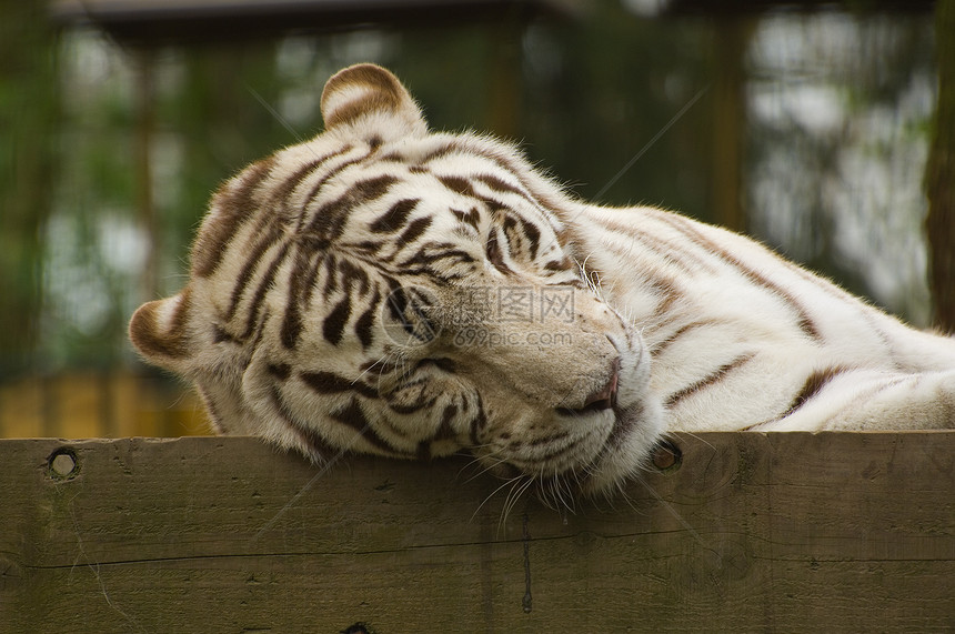 白老虎猎人野生动物动物园食肉条纹侵略猎豹愤怒牙齿丛林图片