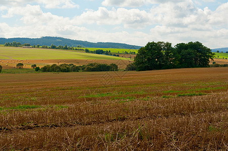 农村景观收成地平线地面小麦国家草地地球农场谷物农业图片