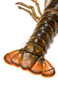 活龙虾熟食甲壳中风动物黑色水平钓鱼美食海洋贝类图片