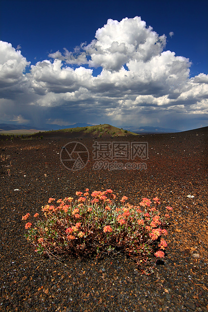 火山景观中的花朵图片