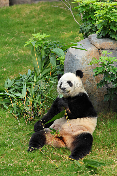 熊猫濒危动物园竹子黑色食物白色图片