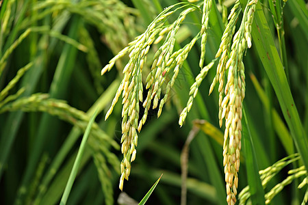 稻田栽培树叶时间宏观主食叶子农村生产生长粮食图片