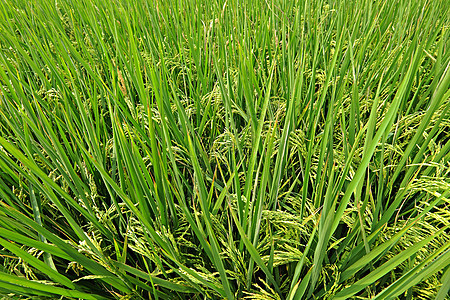 稻田生长生产粮食农场经济栽培叶子培育场地植物图片