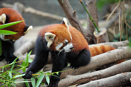 红熊猫竹子哺乳动物动物荒野公园树叶野生动物栖息地食肉富根图片