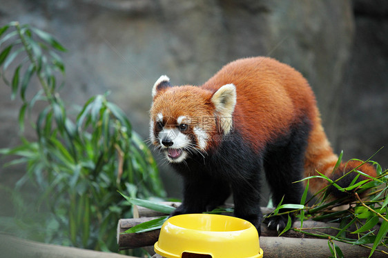 红熊猫动物园哺乳动物富根竹子食肉树叶荒野野生动物公园栖息地图片