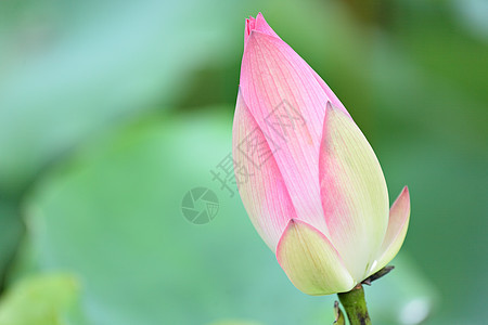 莲花芽情调异国软垫百合花萼核桃属植物生物学叶子灌木图片