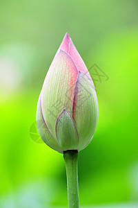 莲花芽莲花状荷花花园情调异国植物学风化叶子花萼核桃属图片