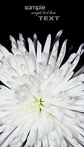 爱斯特花花瓣植物植物群雏菊生活季节生长菊花家庭白色图片