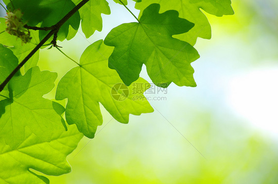 绿叶环境生长树叶宏观绿色叶子植物森林树木图片