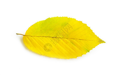 叶子橙子公园森林树木季节季节性纹理植物学桌面黄色图片