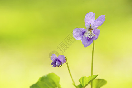 花花园宏观森林植物阴影植物群公园蓝色毛茛花瓣图片