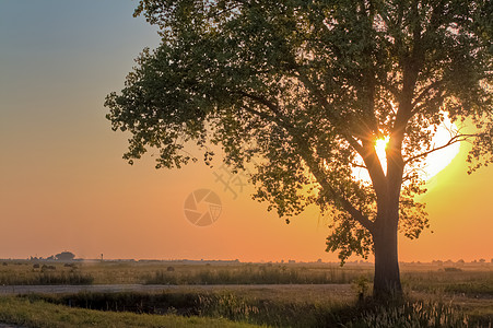 树柱天空季节环境阳光橡木美丽老太婆国家孤独生态图片