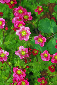 稀释植物石本或塞杜姆园艺苔藓叶子尾巴野花树叶紫色农业花园花朵图片