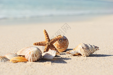 海星在海滩上旅行贝壳海洋海岸阳光假期天空支撑珊瑚异国图片