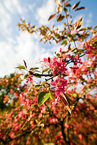 苹果花粉色枝条植物群图片