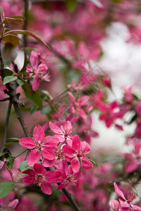 苹果花枝条植物群粉色图片