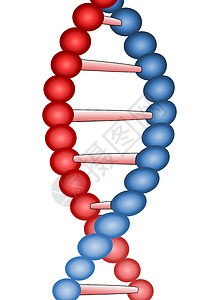 DNA分子 与世隔绝的遗传信息图片