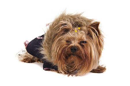 穿毛衣的约克郡Terrier犬类质量玩具头发宠物展示哺乳动物毛皮猎犬图片
