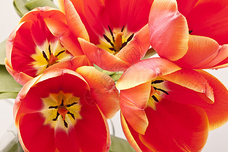 美丽的红色郁金香 近身礼物植物群园艺宏观叶子生长花束花园花店花瓣图片
