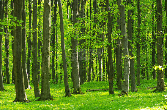 森林床单阳光环境天堂生态公园绿色植物图片