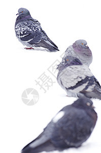 鸽子动物翅膀居住照片鸟类尾巴倾斜航班眼睛白色图片