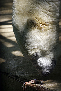 北极熊在动物园吃鱼图片