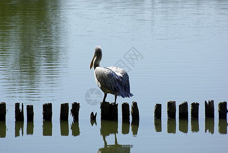Pelican坐在木柱上 动物园的湖边图片