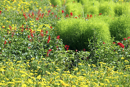 很多红黄花朵 绿草地 夏天图片