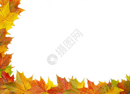秋秋叶白色植物曲线边界绿色黄色叶子棕色艺术宏观图片