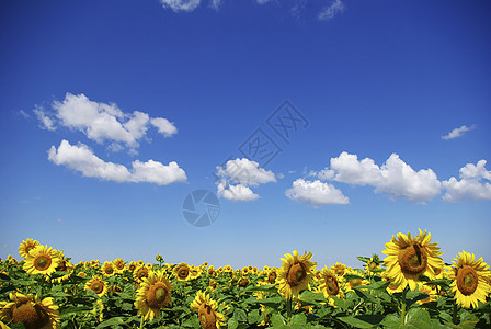 向向向外字段乡村向日葵草地天空国家植物场地蓝色活力种植园图片