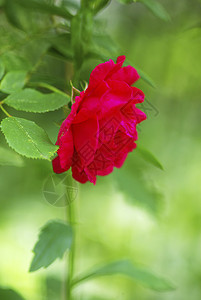 玫瑰叶子宏观飞沫水分生长液体植物花瓣环境图片