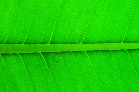 叶叶结构生活绿色戏剧性线条生态脉络光合作用生长叶子环境图片