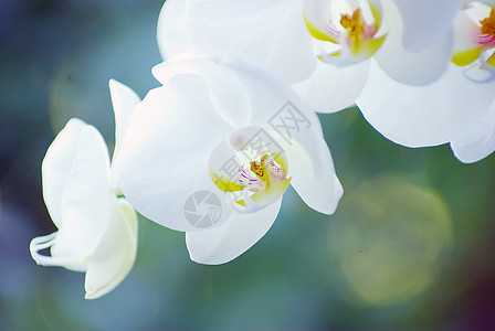 兰花白色植物学热带花束边界礼物植物花瓣展示美丽图片